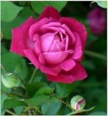 Craimoisi Superieur Rose, Rosa chinensis 'Craimoisi Superieur'